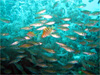 luc_C i3jbMCb2008/10/11