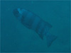 CV_CbMCb2008/10/11
