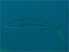 TbMCb2008/10/11