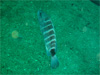 TbMCb2008/10/11