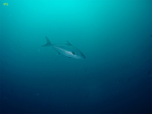 �J���p�`�̌Q�� �i8�j�b���Y�b2008/11/01