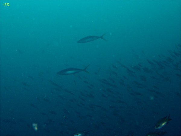 �c���u���̌Q�� �i1�j�b���Y�b2008/11/01