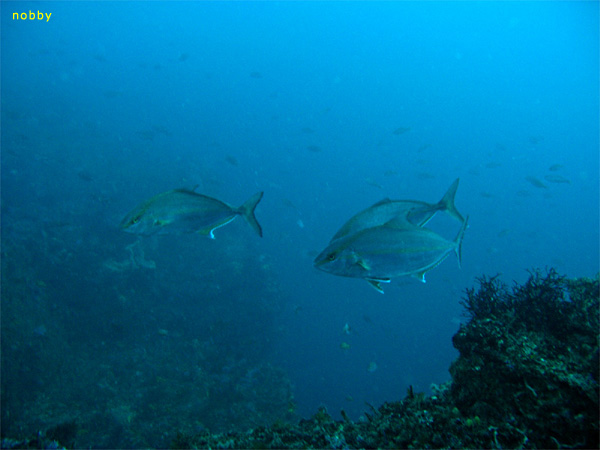 �J���p�`���q���i�K�J���p�`�b���Y�b2009/02/07