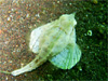 eOmIgVSb吣Ń_CrOb2009/03/15