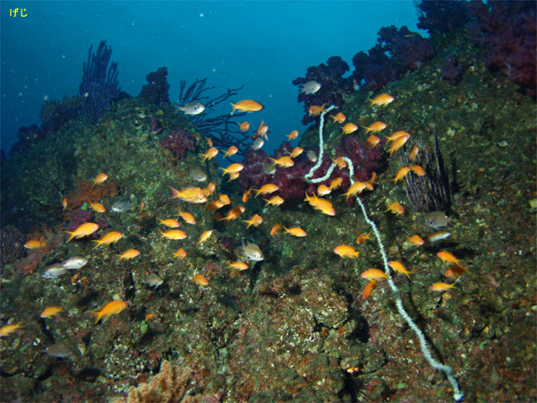 LMni_CbMCŃ_CrOb2009/03/20
