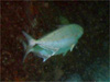qiKJp`b_qŃ_CrOb2009/03/21